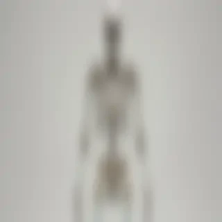 skeleton transparent