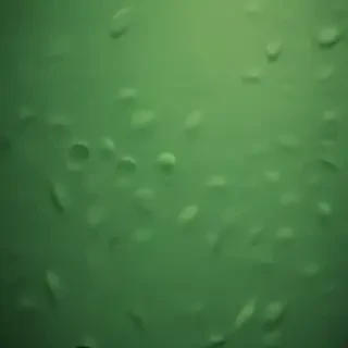 iphone wallpaper green