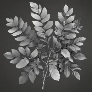 eucalyptus clipart black and white