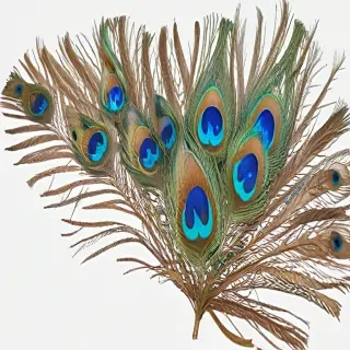 peacock feather png