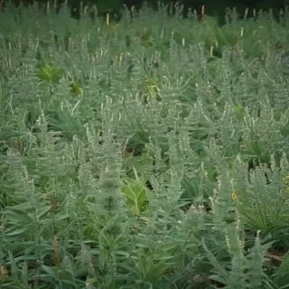 sage green photos