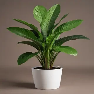 house plant png