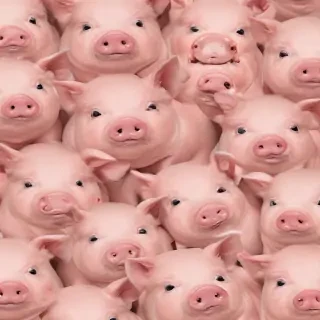 pig background