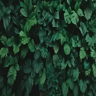 aesthetic backgrounds green