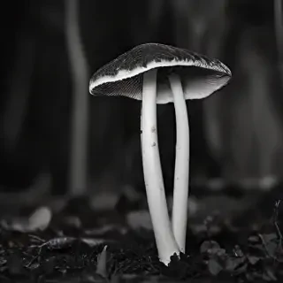 mushroom black and white
