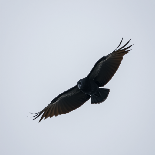 a black raven in mid-flight against a soft gray background, captured with a Canon EOS R5, 200mm lens, f/5.6 aperture, ISO 100, high-speed shutter, 1/2000 sec, shot from below for dynamic perspective, natural lighting for enhanced contrast and detail