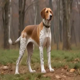 american leopard hound