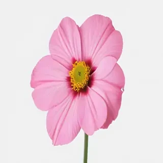 flower no background