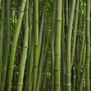 bamboo background