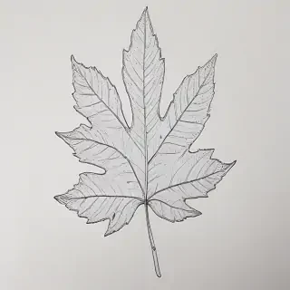 leaf doodle