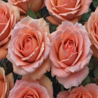 rose backround