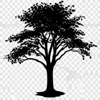 tree shadow png