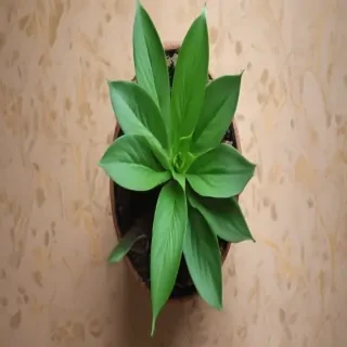 cute plant wallpaper