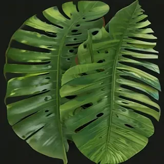 tropical leaf png
