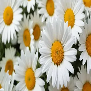 daisy background wallpaper
