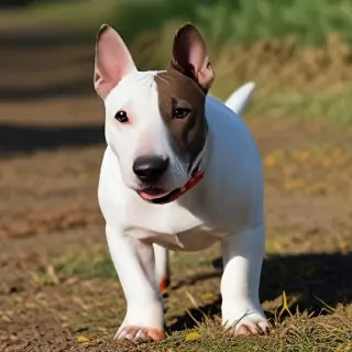 bull terrier dog breed