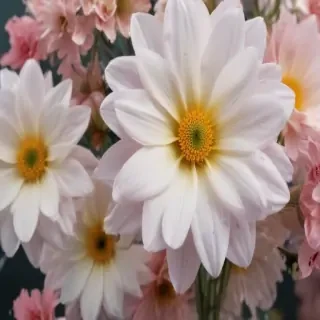 flower background transparent