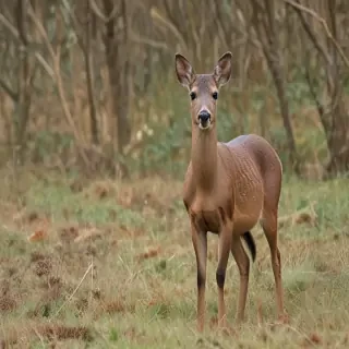 roe deer
