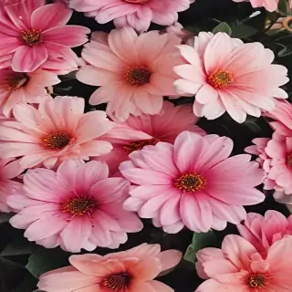 flower background iphone