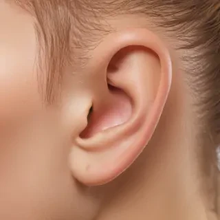 ear png
