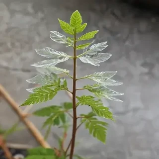 transparent plant