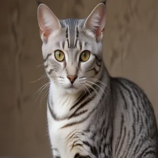 egyptian mau cat breed