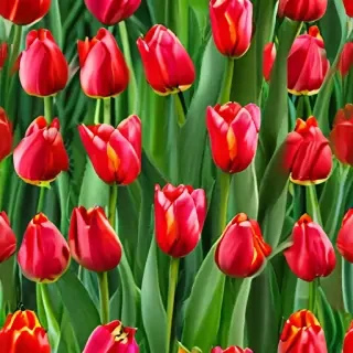 tulip flower