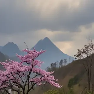freeuse japan