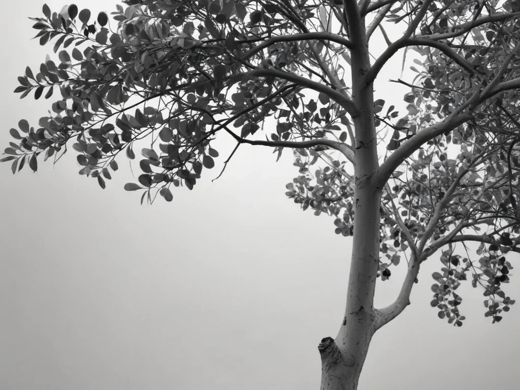 eucalyptus clipart black and white