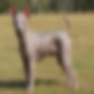 american hairless terrier