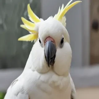 cockatoo