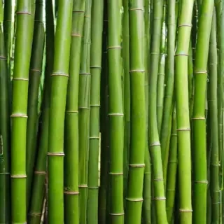 bamboo background