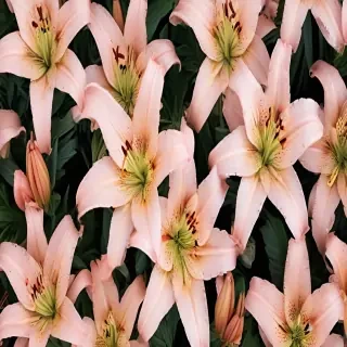 lily background