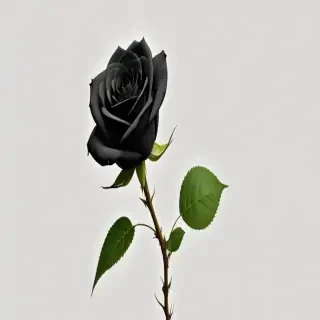 black rose png