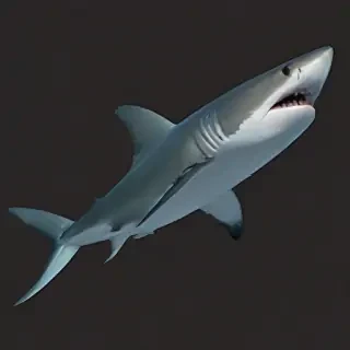 shark png