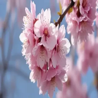 high resolution cherry blossom wallpaper