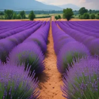 aesthetic lavender wallpaper