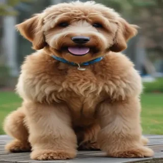 australian labradoodle