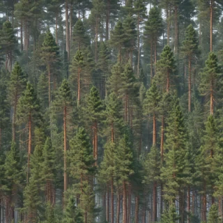 pine trees transparent background