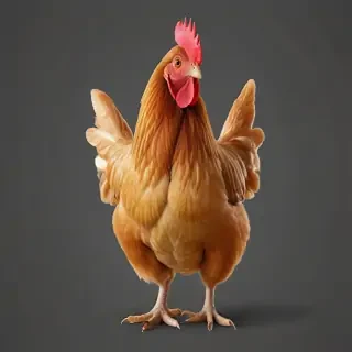 chicken transparent background