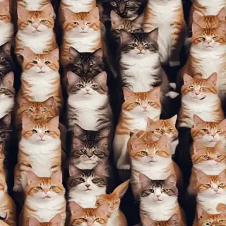 funny cat backgrounds