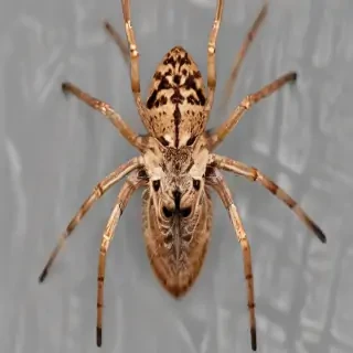 spider png