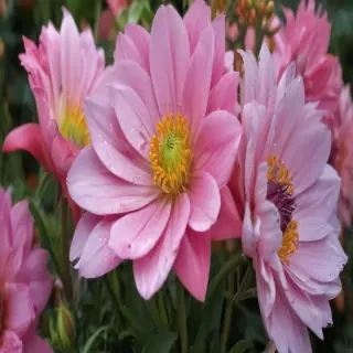flower pictures