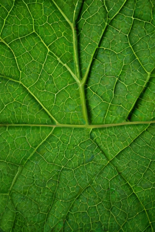 green leaf background