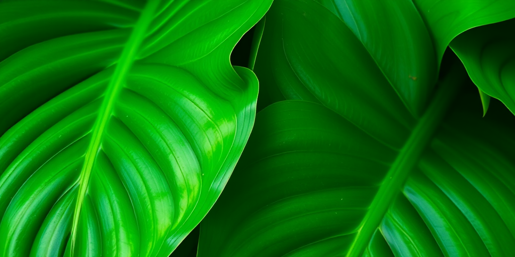 photograph of lush green monstera leaves close-up, natural lighting, f-stop 4, ISO 200, shutter speed 1/125, macro view, DSLR camera, high dynamic range imaging