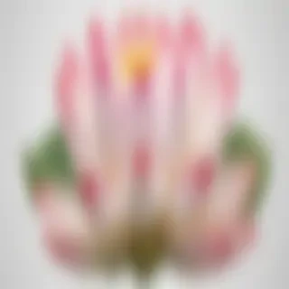 lotus flower png
