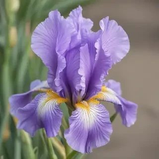 iris flower