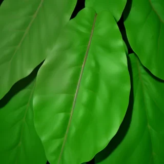 green leaf background