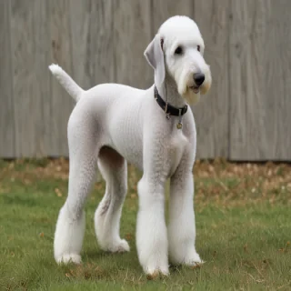 bedlington terrier