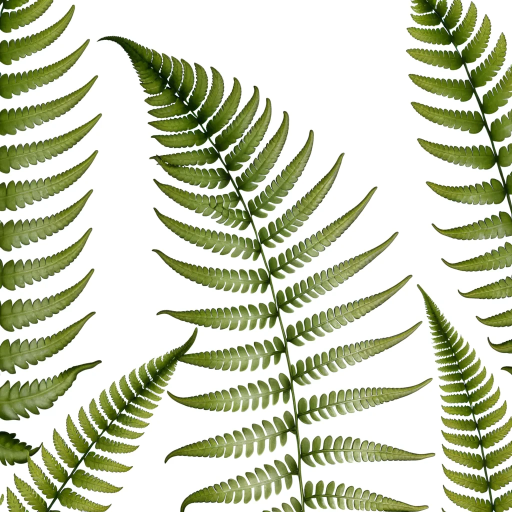 transparent fern png